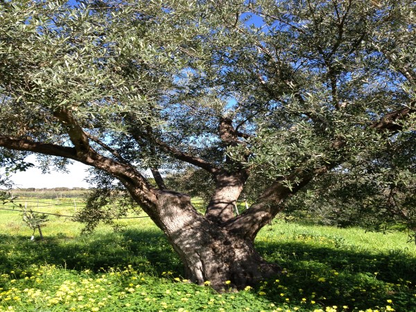azienda milio esterno casa